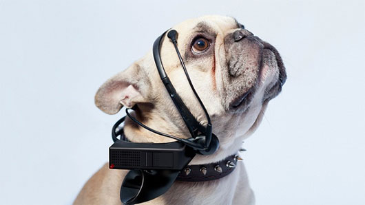 Tai nghe mới giúp cún có thể trò chuyện với con người