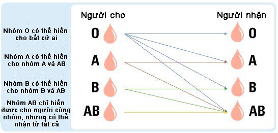 Tại sao AB lại là một trong những nhóm máu hiếm nhất thế giới?