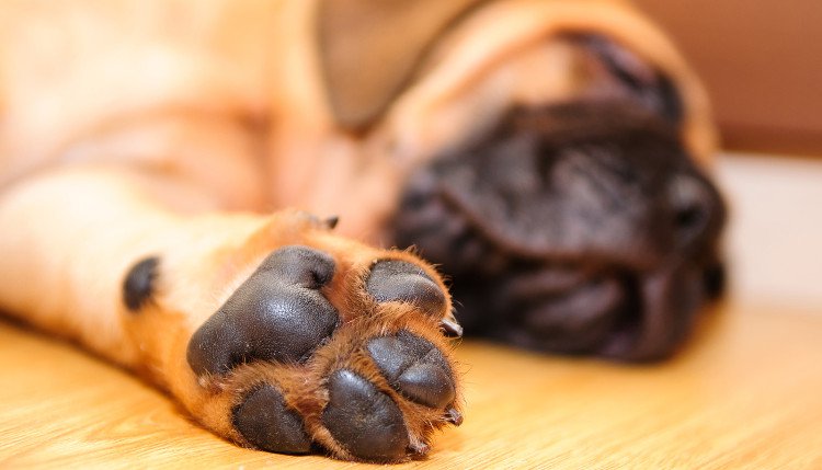 Tại sao chân chó lại thường có mùi như... bỏng ngô?