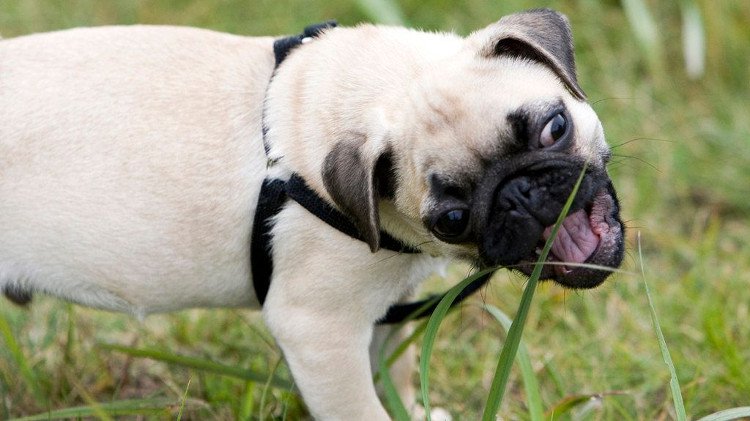 Tại sao chó mèo thỉnh thoảng lại ăn cỏ?