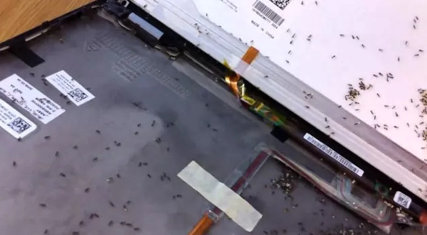 Tại sao laptop của bạn rất hay bị kiến làm tổ?