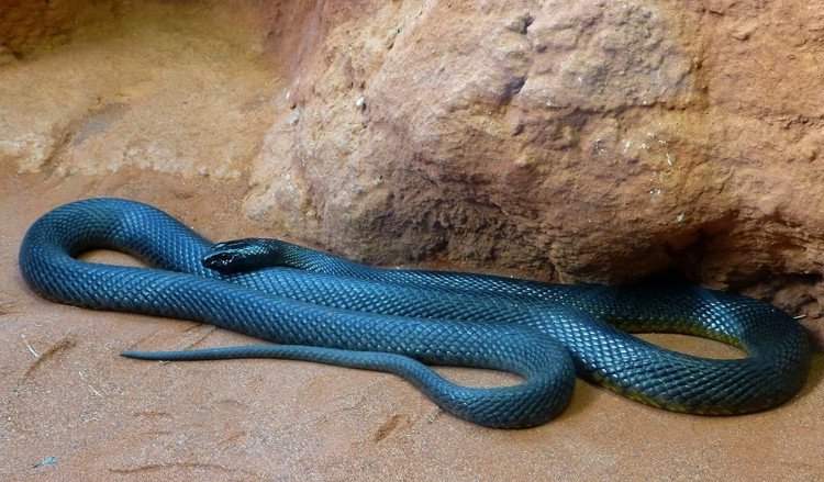 Taipan nội địa: Loài rắn có nọc độc giết chết 100 người cùng lúc