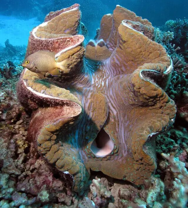 Tận mục loài sò khổng lồ nặng 3 tạ của Việt Nam
