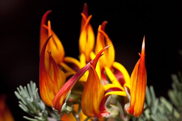 “Tận mục” vẻ đẹp của một trong những loài hoa hiếm bậc nhất thế giới