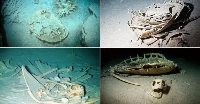 Tận thấy nghĩa địa rùa trong hang động bí ẩn dưới đáy biển