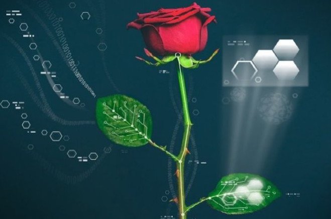 Tạo ra hoa hồng điện tử đầu tiên thế giới