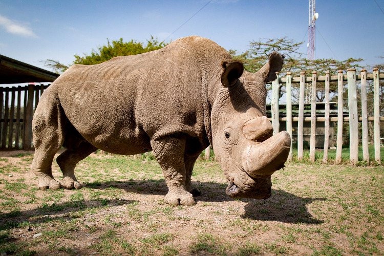 Tê giác trắng Bắc Phi đực cuối cùng trên thế giới qua đời