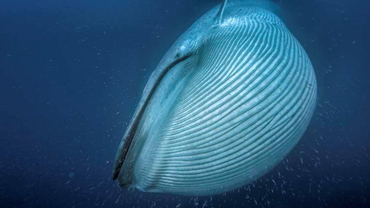 Thảm họa biến cá voi xanh thành sinh vật lớn nhất hành tinh