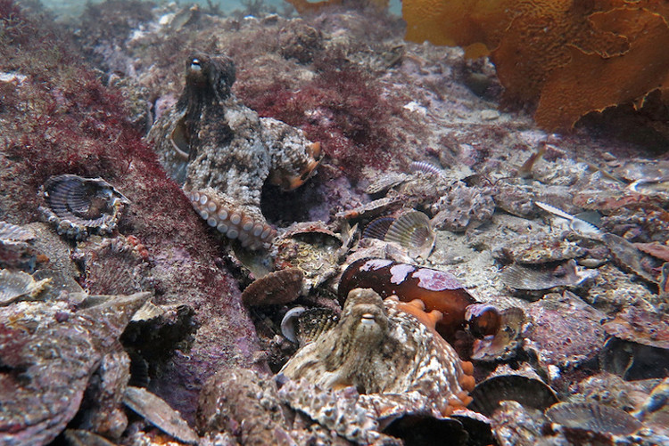 Thành phố bạch tuộc dưới đáy biển Australia
