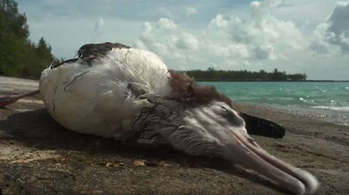 Thắt lòng trước cảnh chim chết hàng loạt trên đảo xa