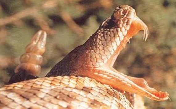 Thực hư chuyện loài rắn thường bị mù mắt vào mùa hè