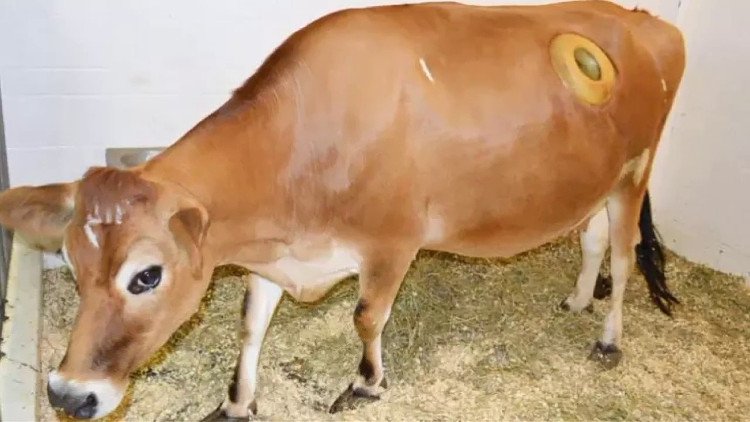 Thực hư về những cái lỗ to được khoét trên bụng con bò sữa đang gây phẫn nộ
