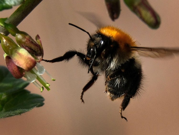 Thuốc trừ sâu thế hệ mới thân thiện với loài ong
