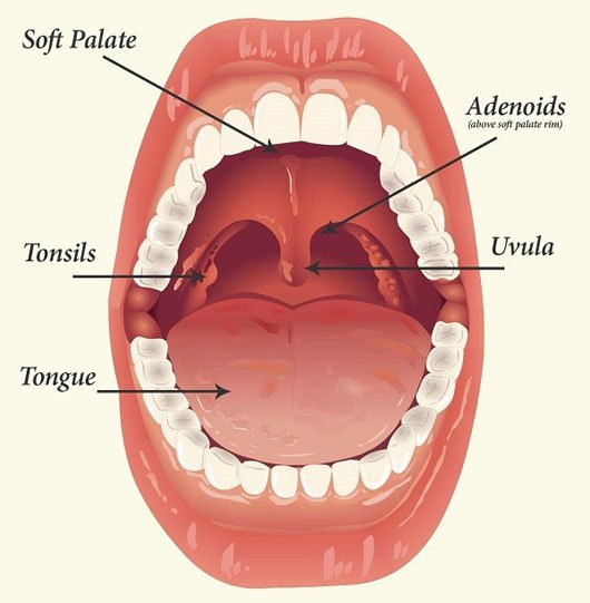 Tìm hiểu về những thứ “kinh dị” trong cơ thể người