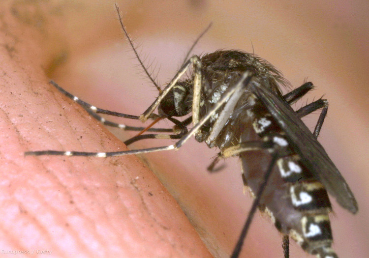 Tìm ra khắc tinh lớn nhất của muỗi, khiến chúng cao chạy xa bay
