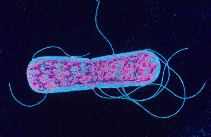 Tìm ra vũ khí mới chống lại siêu vi khuẩn kháng kháng sinh