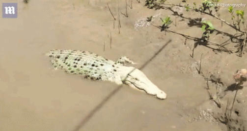 Tìm thấy cá thể cá sấu trắng cực hiếm tại Úc