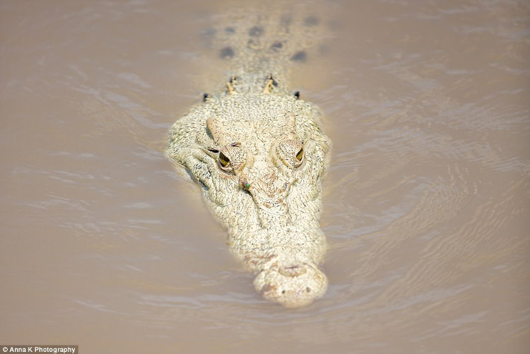 Tìm thấy cá thể cá sấu trắng cực hiếm tại Úc