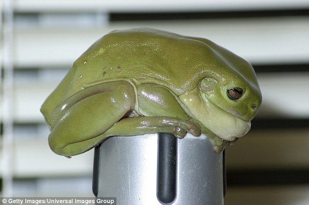 Tìm thấy con ếch xanh khổng lồ to hơn bàn tay người lớn ở Úc