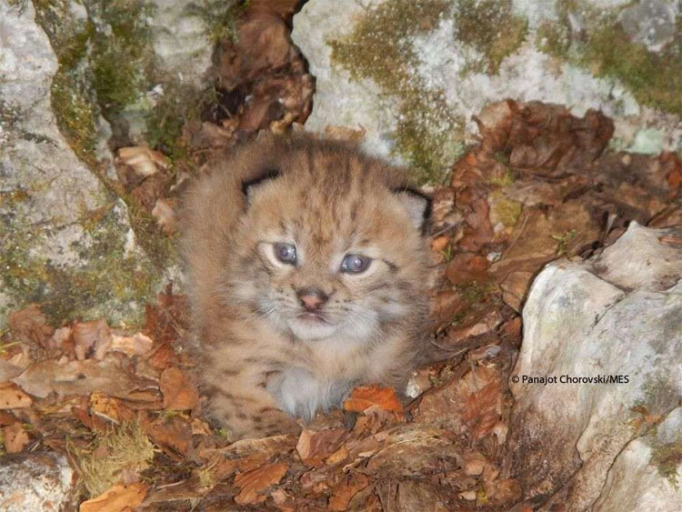 Tìm thấy giống mèo hoang Balkan tưởng chừng đã tuyệt chủng