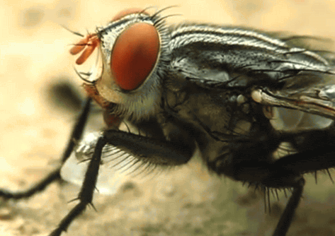 Tin được không, hóa ra loài ruồi vẫn biết rửa tay trước khi ăn đấy