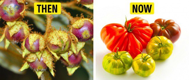 Tổ tiên của các loại rau quả mà ta vẫn ăn ngày nay trông như thế nào?