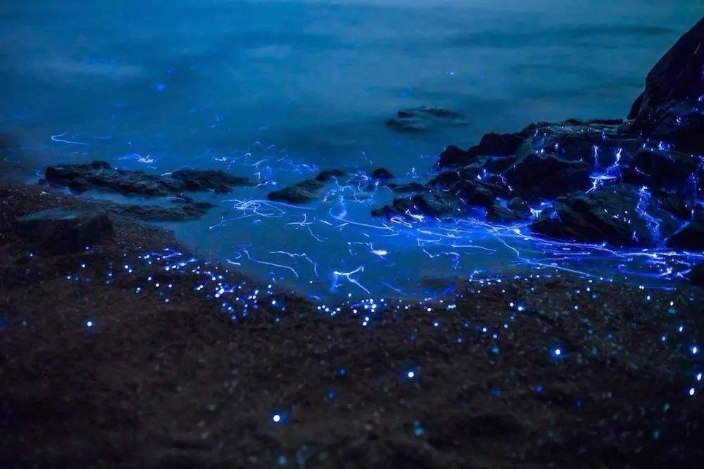 Tôm biển phát quang sáng rực bờ biển Nhật