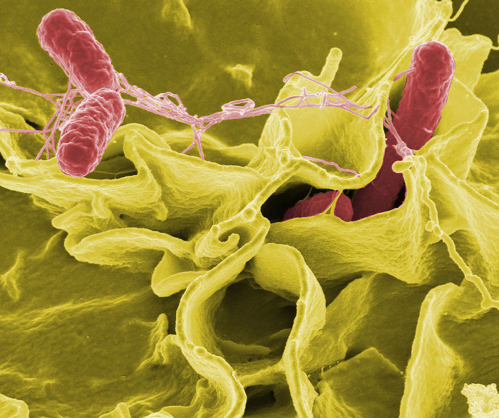 Tổng quan về vi khuẩn Salmonella