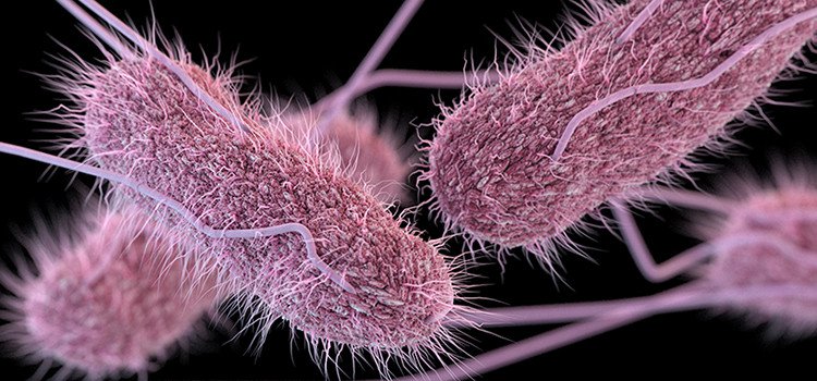 Tổng quan về vi khuẩn Salmonella