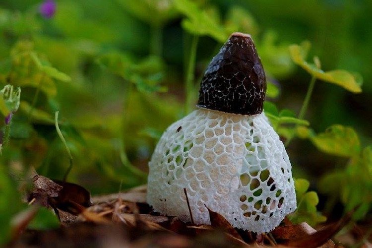 Top 10 loại nấm quý hiếm nhất ở Việt Nam