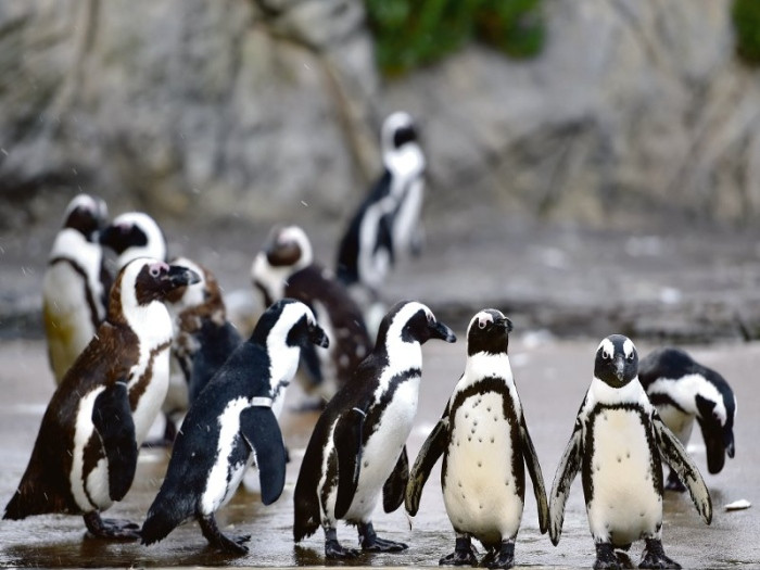 Trái đất nóng lên, loài chim cánh cụt hoàng đế có nguy cơ tuyệt chủng