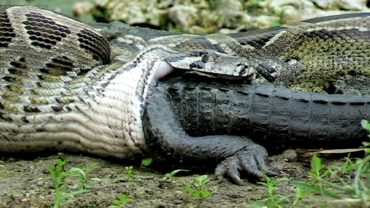 Trăn Anaconda có thực sự ăn thịt người như trên phim không?