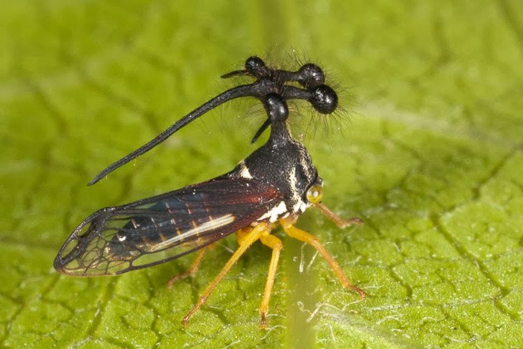 Trố mắt những côn trùng kì quái tồn tại trên Trái đất