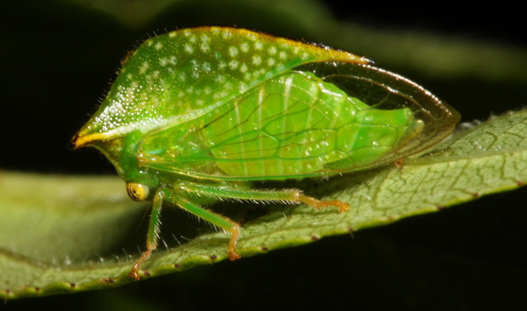 Trố mắt những côn trùng kì quái tồn tại trên Trái đất