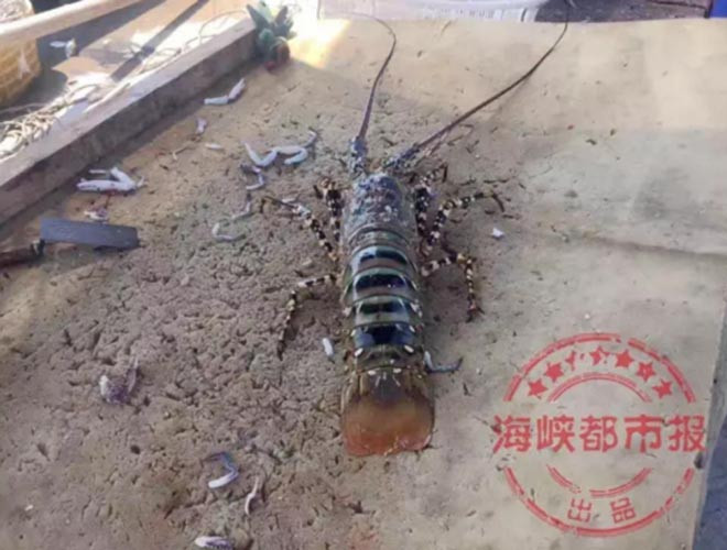 Trung Quốc: Bắt được tôm hùm khổng lồ dài 1,5m, cực kỳ quý hiếm