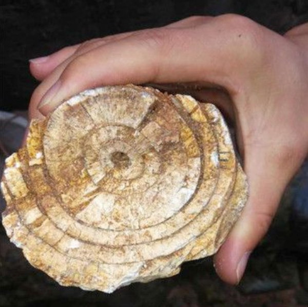 Trung Quốc: Đổ móng nhà, phát hiện vật quý hiếm 10.000 năm tuổi