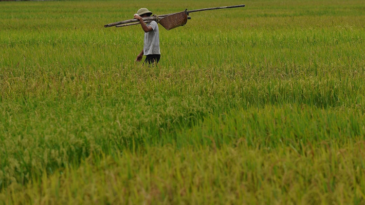 Trung Quốc: Đột phá trong trồng lúa nước mặn