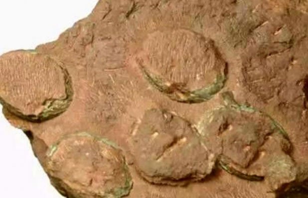 Trung Quốc phát hiện ổ trứng của loài khủng long chưa từng được biết đến