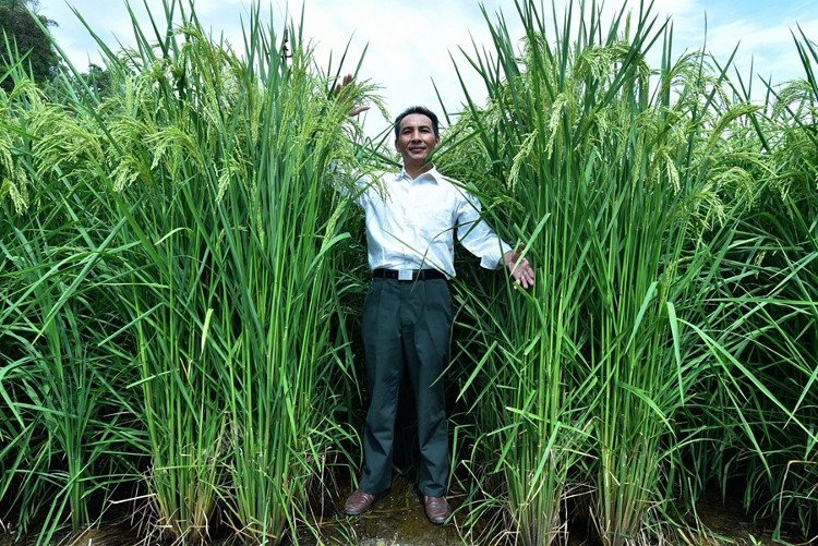 Trung Quốc tạo giống lúa cao hơn đầu người cho năng suất lớn