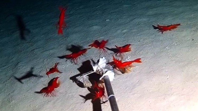 Trung Quốc: Thả camera xuống biển, phát hiện hàng chục sinh vật kỳ dị