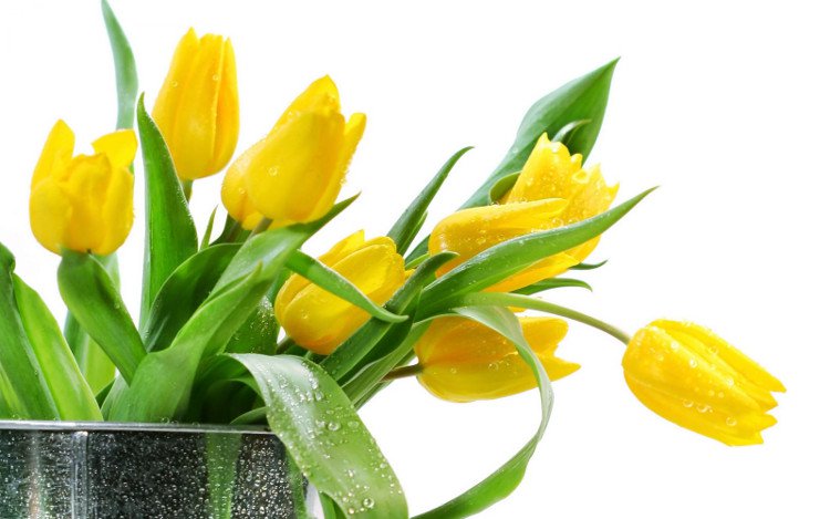 Truyền thuyết và ý nghĩa của hoa Tulip