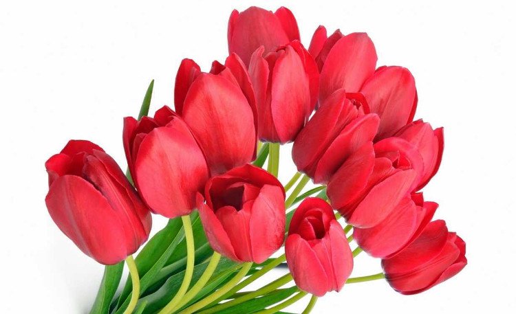 Truyền thuyết và ý nghĩa của hoa Tulip
