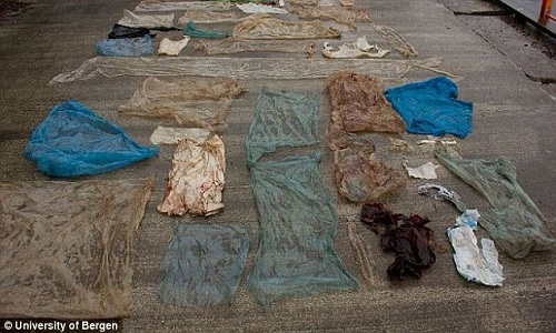 Túi nylon đầy ắp trong bụng cá voi dạt vào bờ biển Na Uy