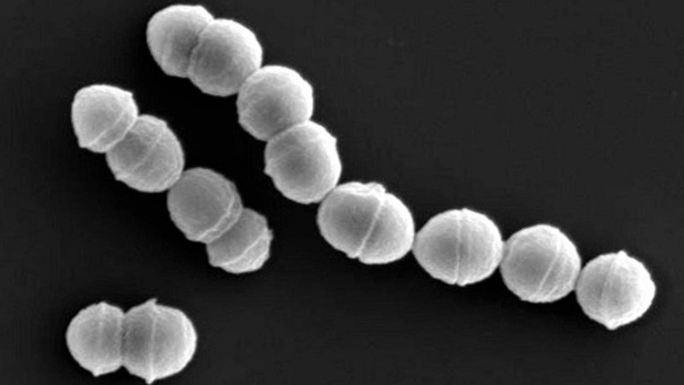 Vi khuẩn ăn thịt người tấn công hơn 500 người ở Nhật Bản