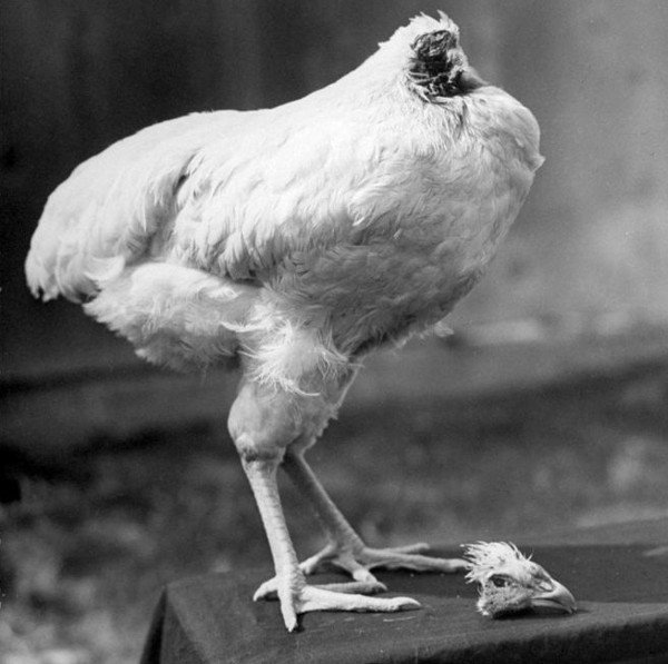 Vì sao chú gà bị chặt đứt đầu vẫn sống được thêm 18 tháng?
