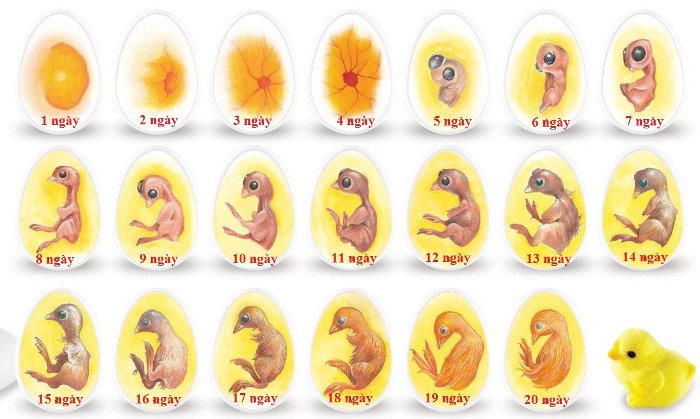 Vì sao gà đẻ gần như mỗi ngày mà mọi quả trứng đều nở ra cùng lúc?
