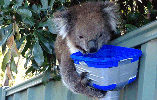 Vì sao gấu Koala vốn không hay uống nước nhưng giờ chúng thường xuyên làm?