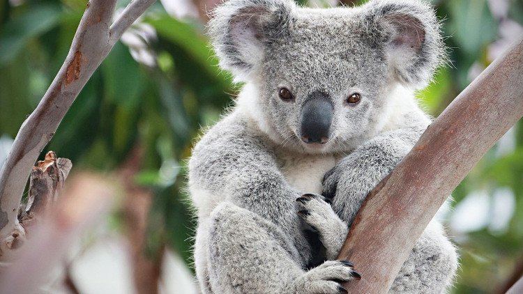 Vì sao gấu Koala vốn không hay uống nước nhưng giờ chúng thường xuyên làm?