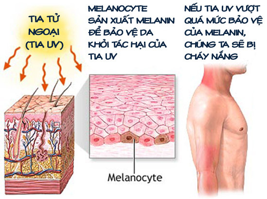 Vì sao màu da của chúng ta khác nhau?