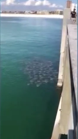 Video: Cá đuối ó kéo thành đàn lớn đi kiếm ăn